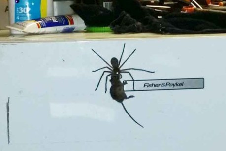 Huntsman spider drags mouse to grisly end
