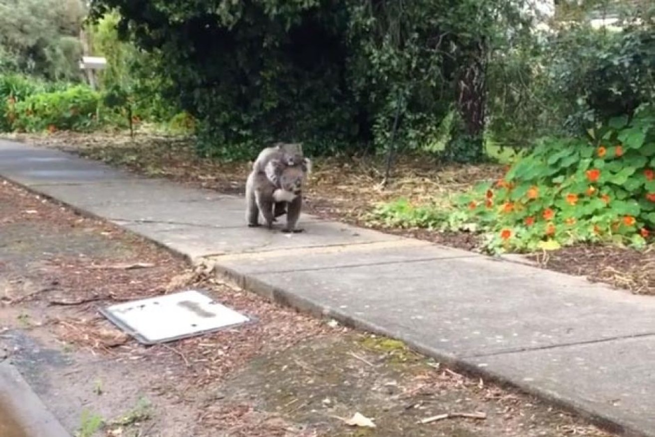 A Facebook posts says this video of a koala walking with her baby joey was taken at McLaren Flat.