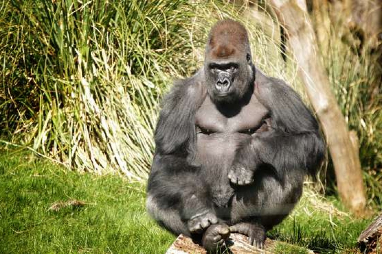 Life for Kumbuka the silverback gorilla has returned to normal after his low key escape.