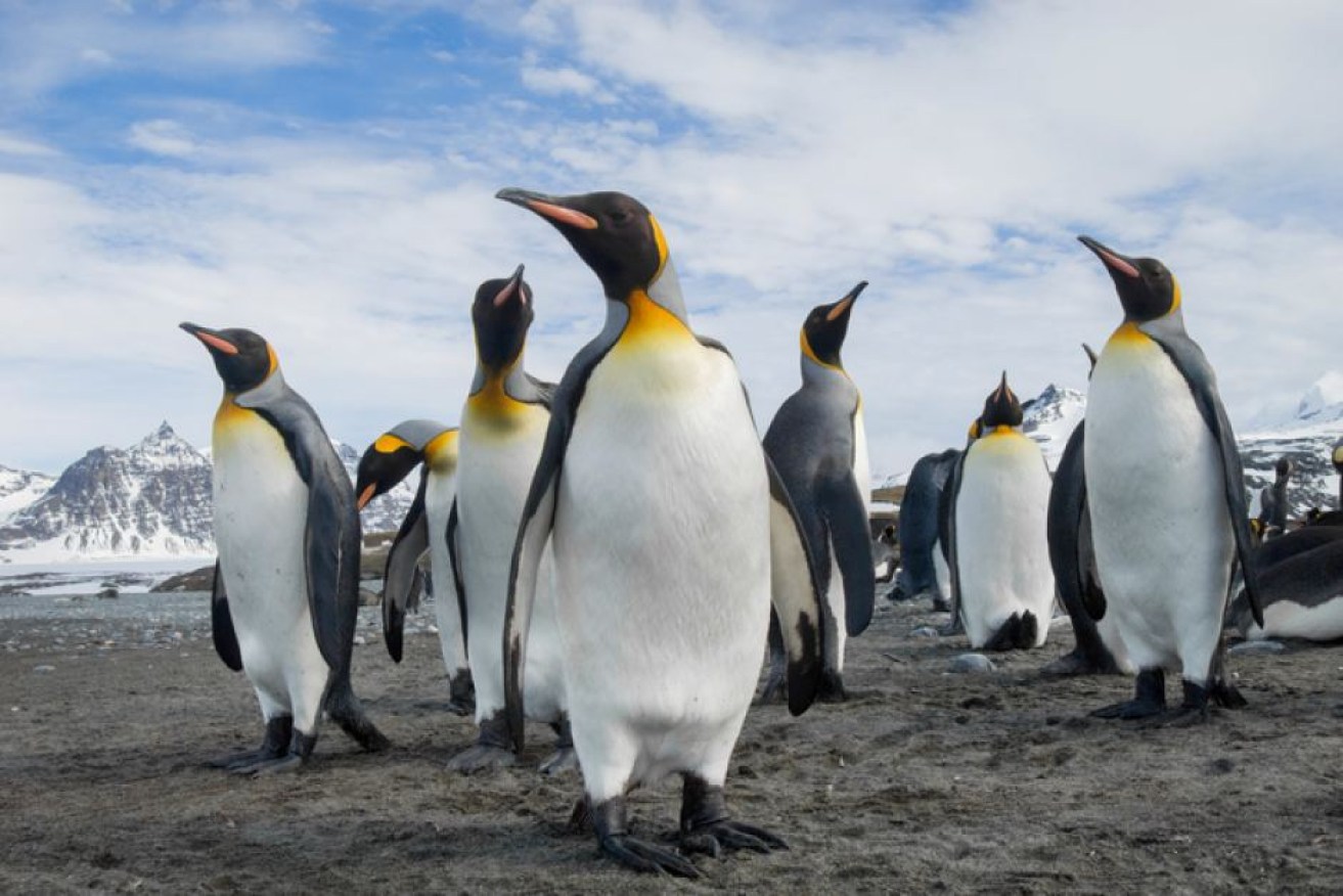 Penguins may waddle on land but they behave like a 'marine commando' under water.