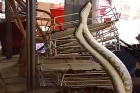 Snakes wrestling in Queensland man&#8217;s kitchen captured on video