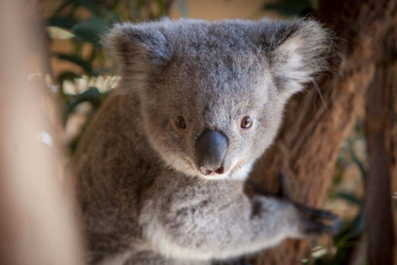 Koalas have been captured on video behaving rather peculiarly lately.