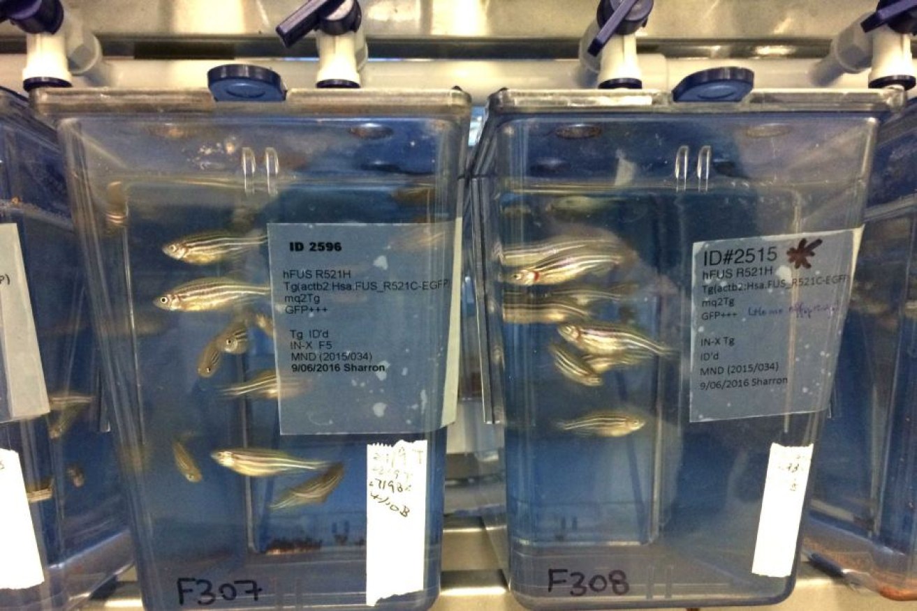 Zebra fish are being studied to understand the biology of motor neurone disease.
