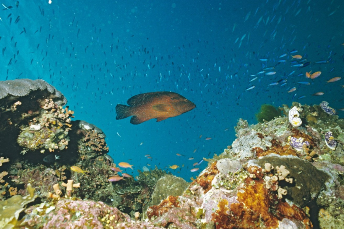 The Great Barrier Reef Foundation received $444 million from the federal government. 