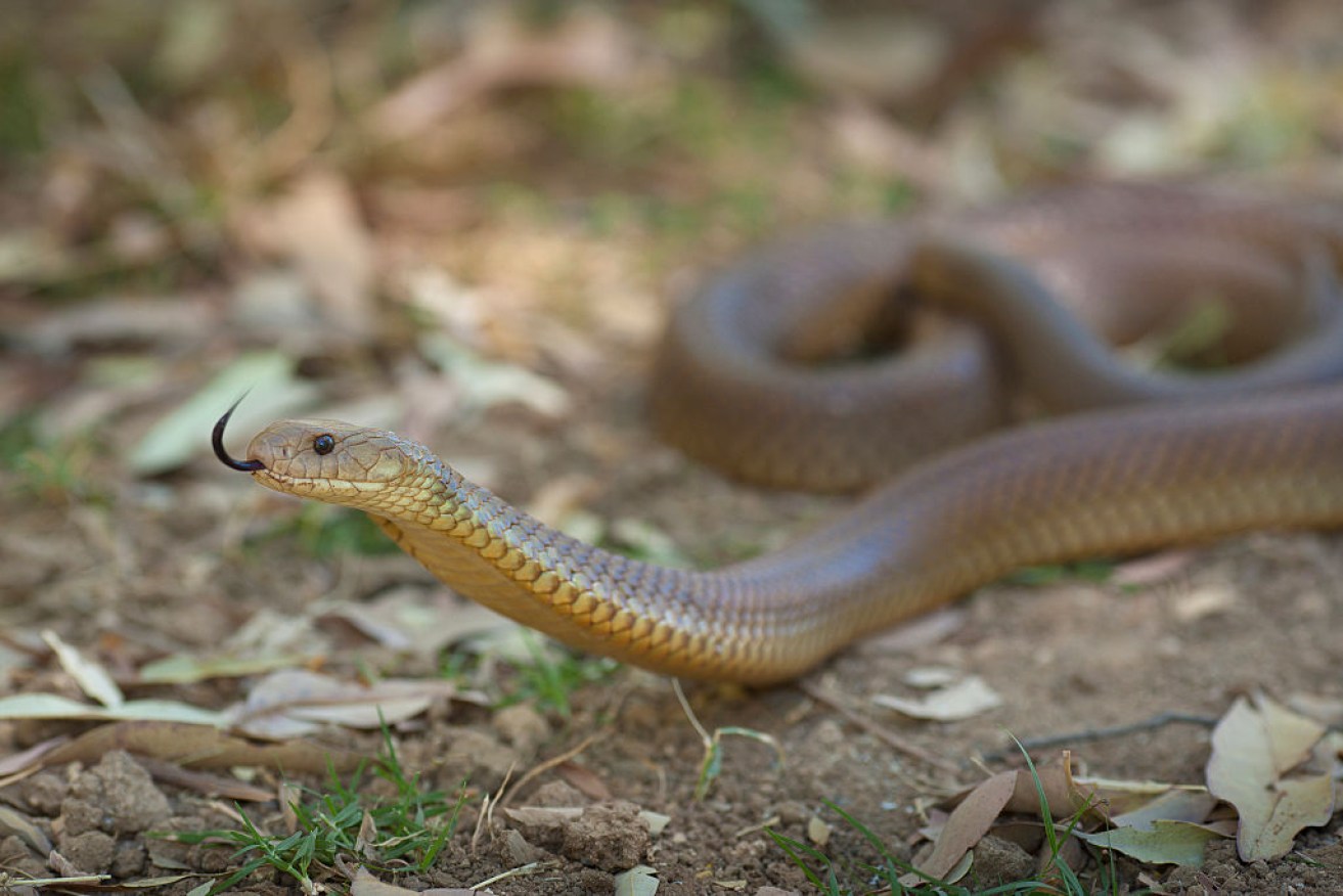 The deadly snake hitched a ride to Alice Springs.