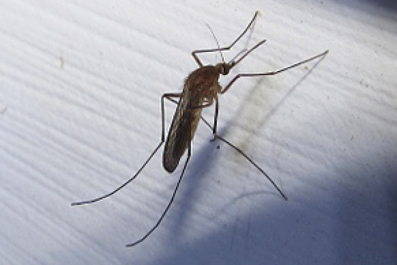 There's hope in the fight against mosquitos spreading malaria.