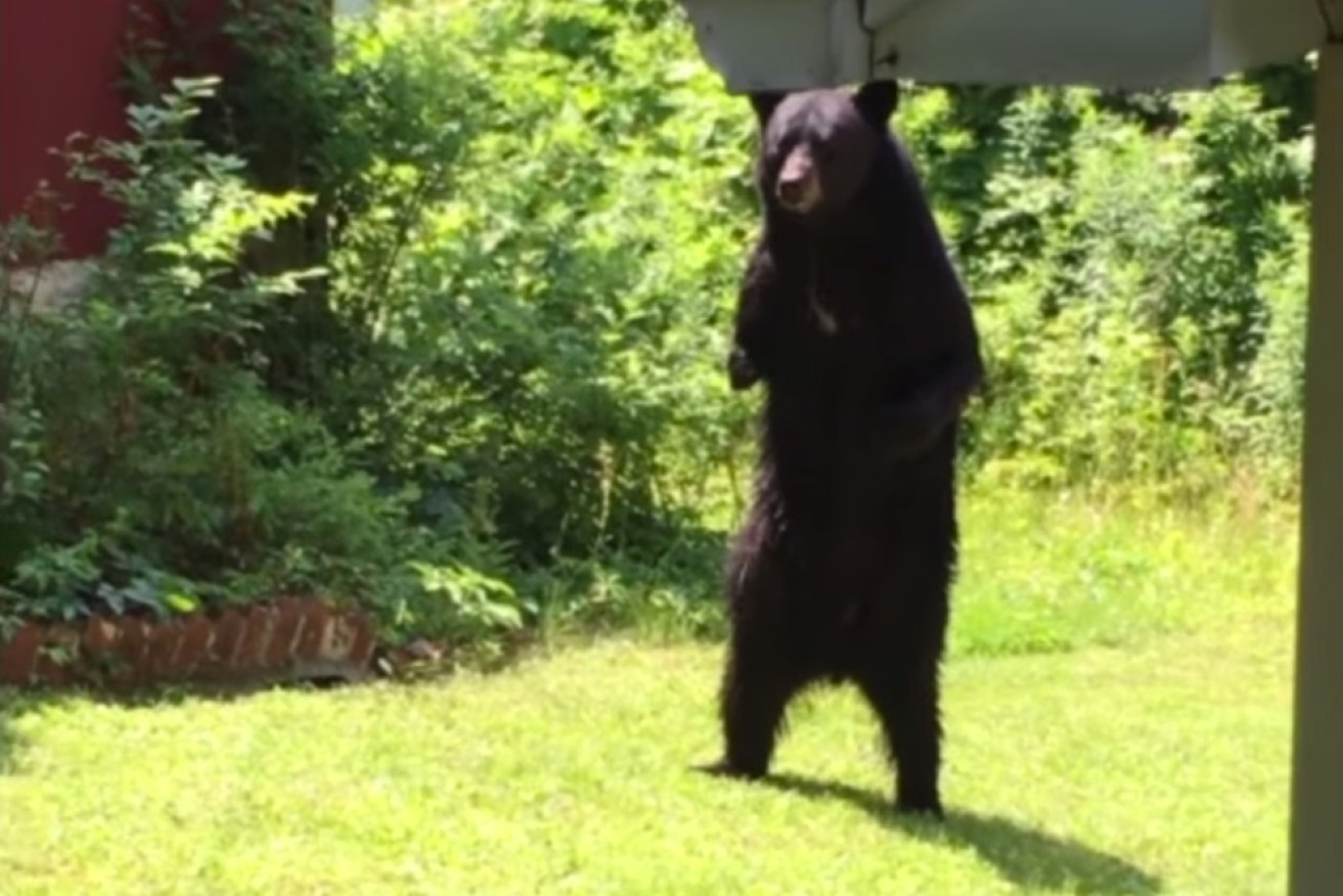 Pedals the walking bear has reportedly been killed.