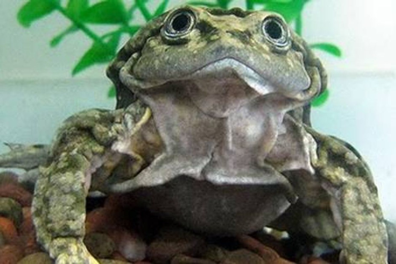 The Titicaca water frog is sometimes referred to as the 'scrotum frog' because of its wrinkly skin.