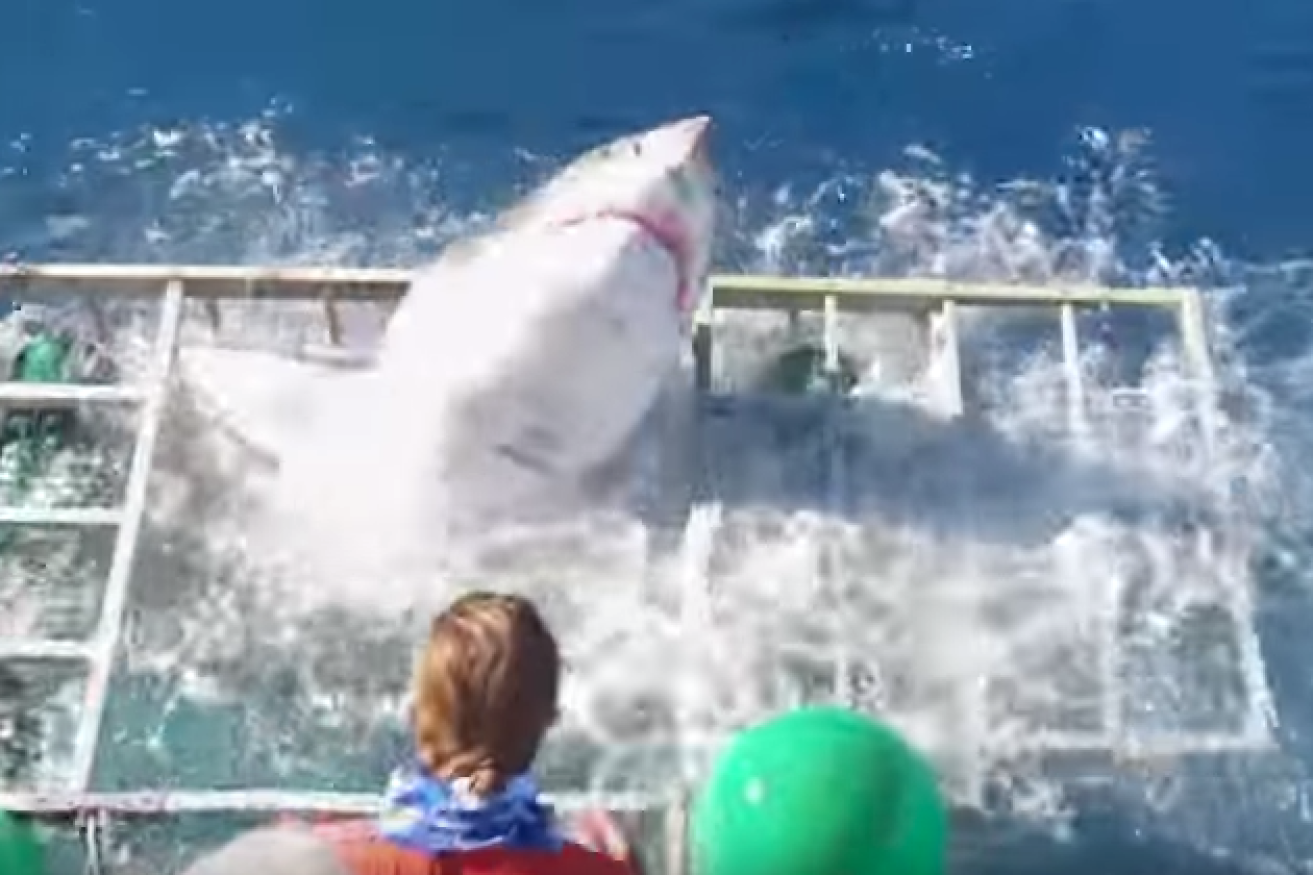 The moment the shark manages to get out of the top of the cage.