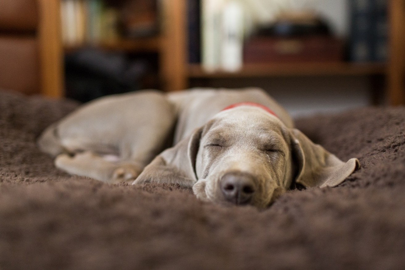 Your dog is probably dreaming of going to the park with you.