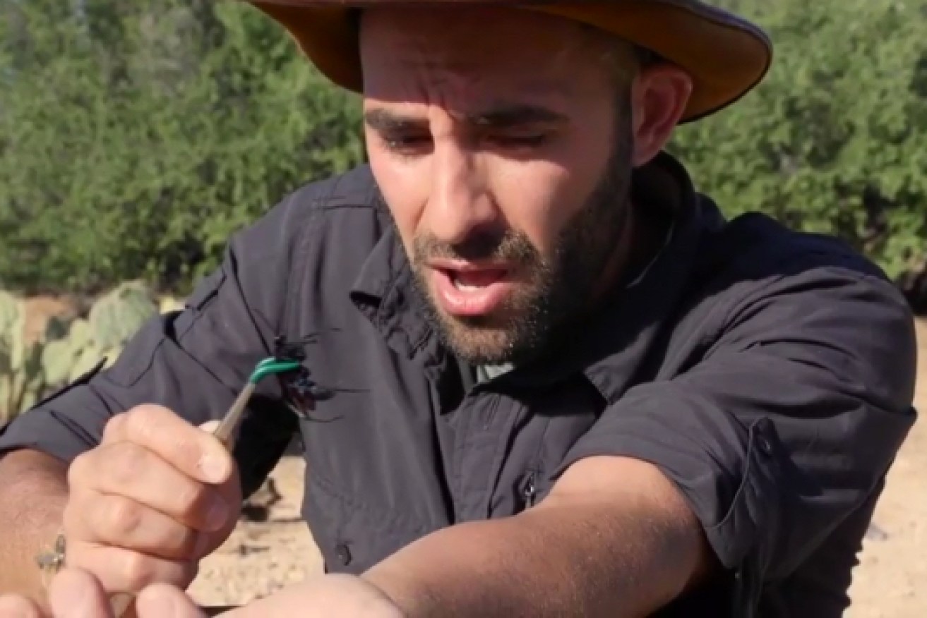 Coyote Peterson is on a quest to discover the most painful stings and bites.