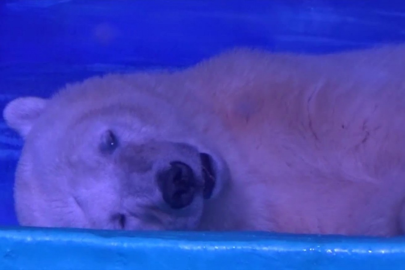'Pizza' the polar bear spends much of his time lying on the ground. 