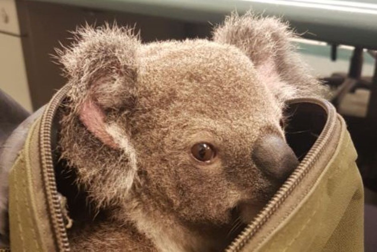Police found a baby koala in a bag after arresting a woman in Brisbane.