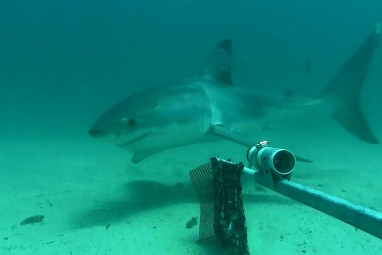 Once the system detects a shark, it can warn swimmers and surfers.