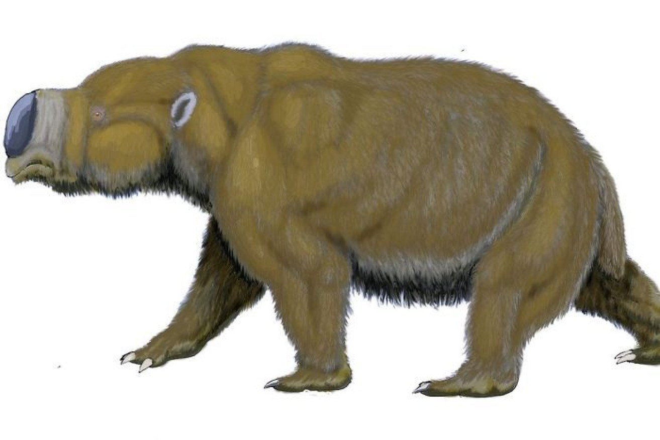 The Diprotodon, the biggest marsupial ever, lived in Australia until extinction about 46,000 years ago. 
