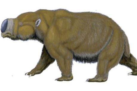 Teeth of rhinoceros-sized wombat found in Victoria