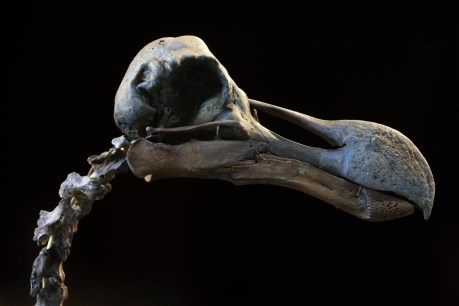 Rare dodo skeleton to go under the hammer