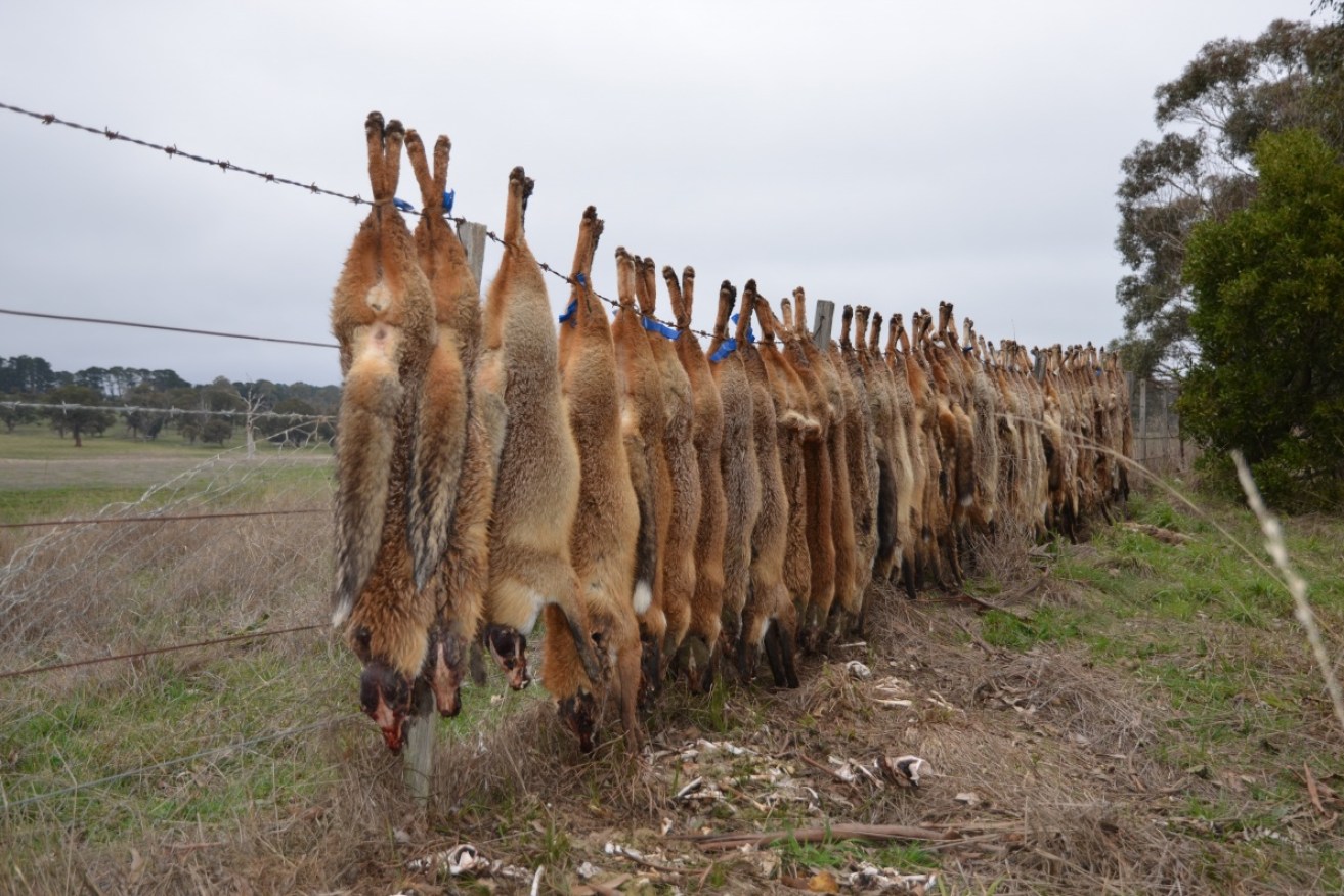Concerns about evidence used to justify fox hunts were raised in 2011.