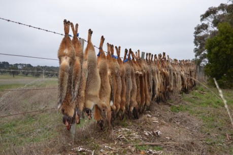 Tasmania&#8217;s multi-million-dollar fox hunt &#8216;likely based on hoax&#8217;