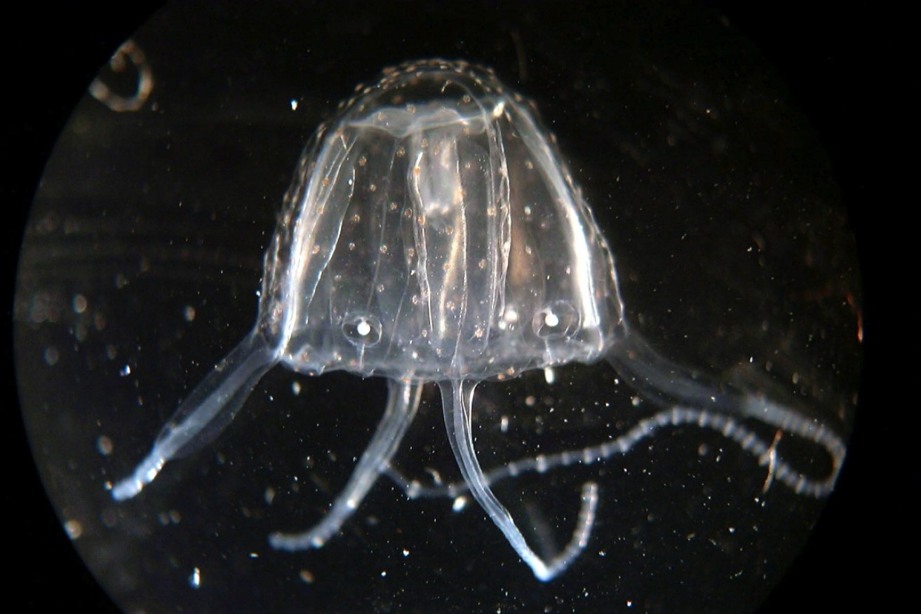 Tiny and potentially lethal, Irukandji jellyfish are almost impossible to spot in the water. <i>Photo:  AAP</i>