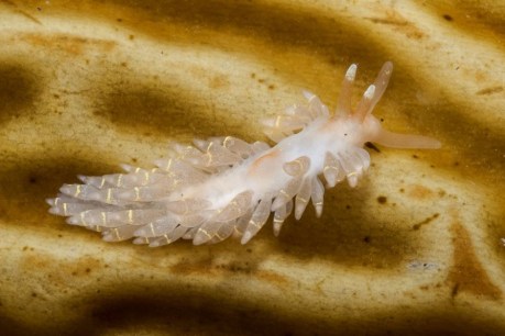 Rare find in Sydney sea slug census excites scientists