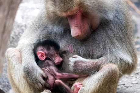 Hamadryas baboon only second born in past decade at Adelaide Zoo