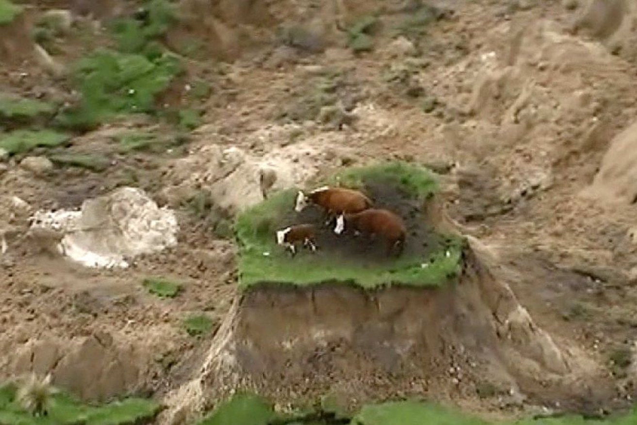The cows were in need of water, and had lost calves during the quake.