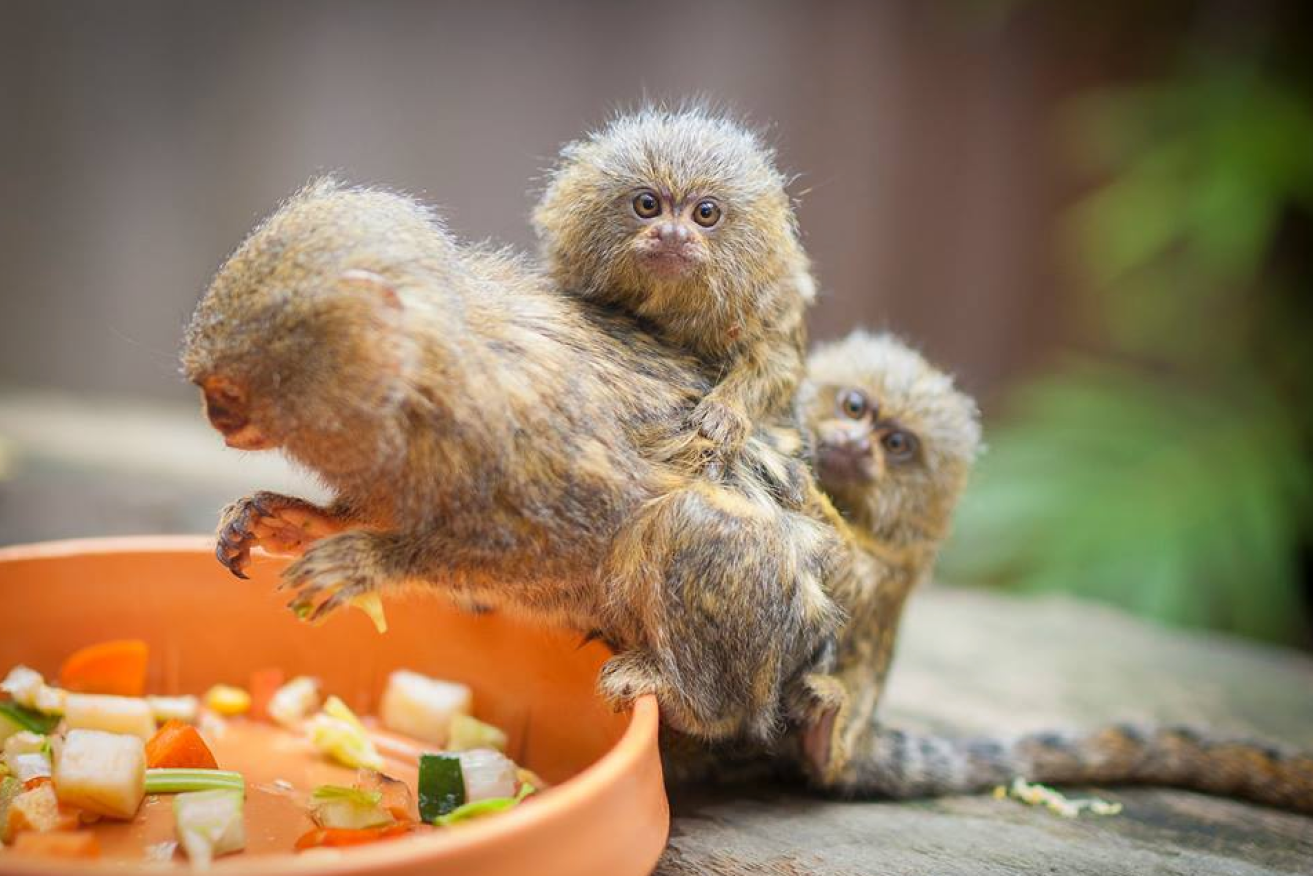 Three Pygmy Marmoset monkeys were stolen from a NSW wildlife park.