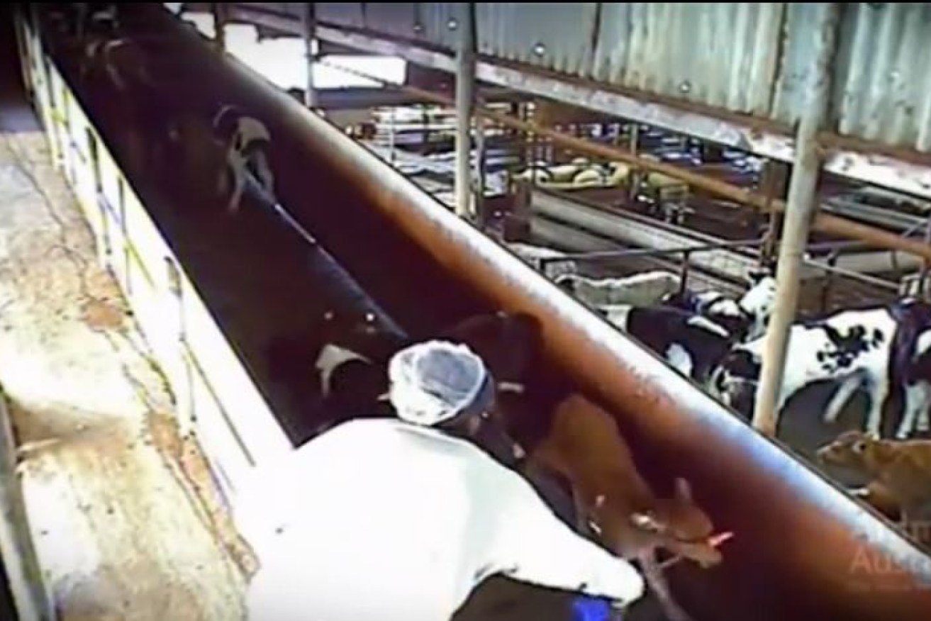 At the same abattoir In 2013, a number of workers were given warnings.