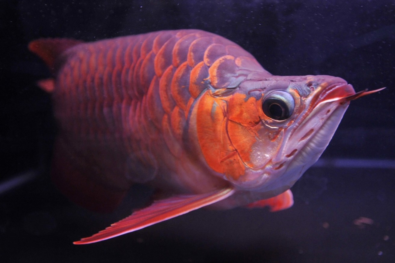 There's a black market for the coveted arowana fish operating in Australia.