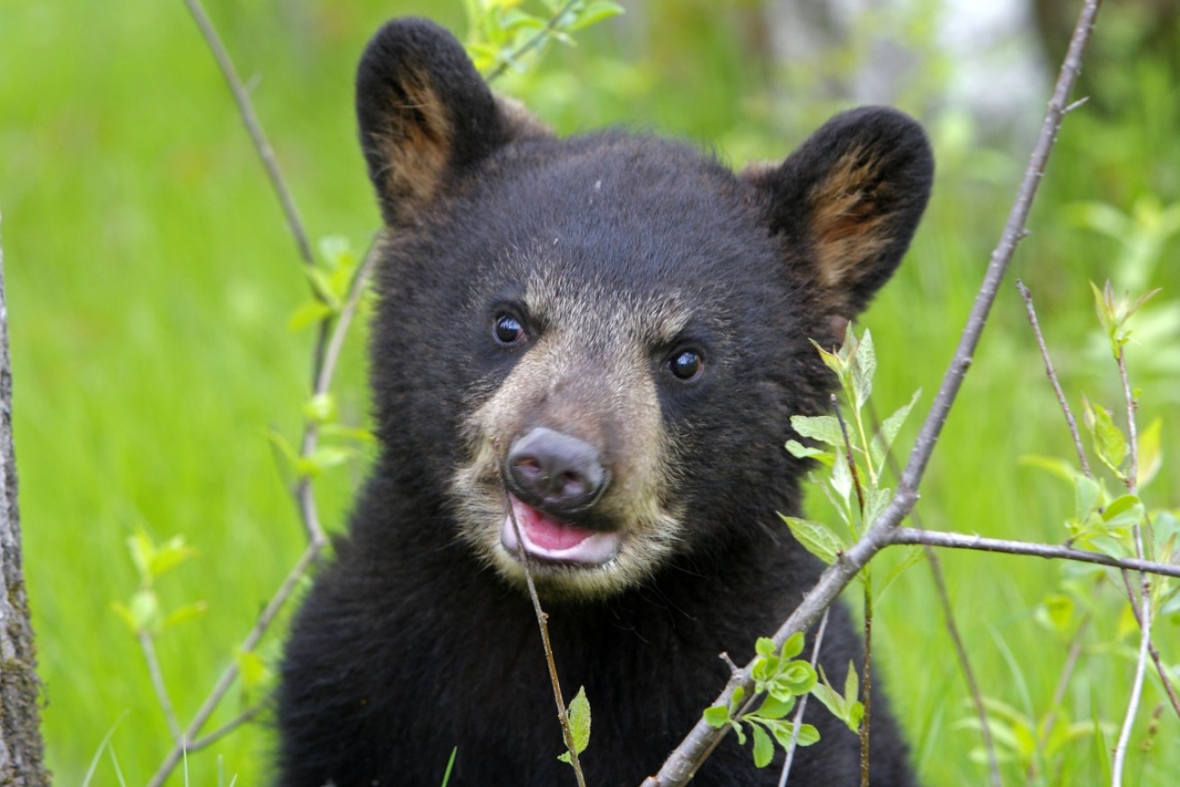 Maryland ended a 51-year moratorium on bear hunting in 2004.