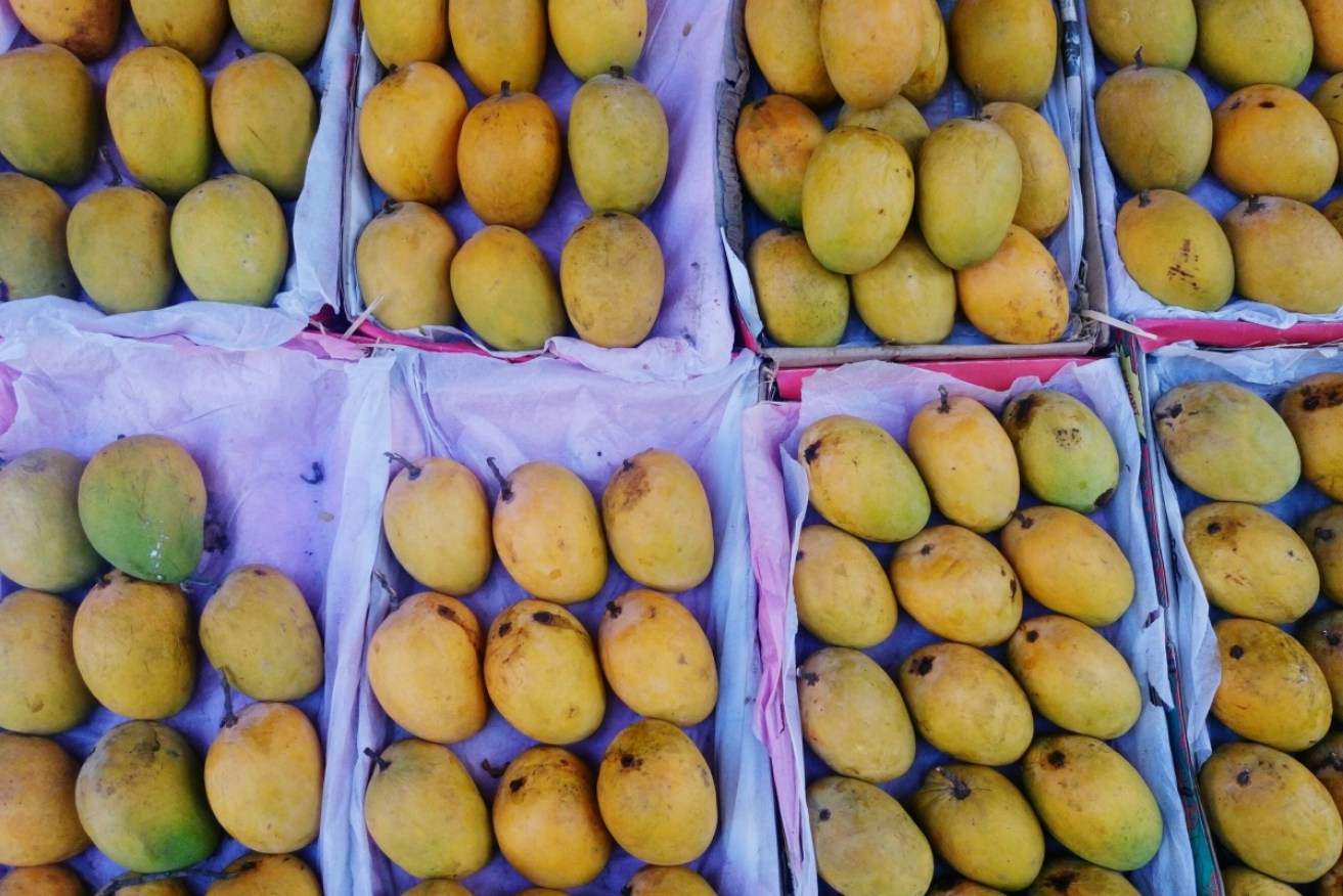 The moth threatens the NT's mango industry, which produces over half the national crop.
