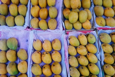 Warm winter leads to summer mango shortage