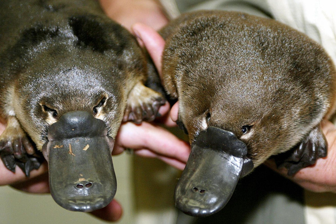 Researchers found the platypus produces a long-lasting form of the GLP-1 hormone.