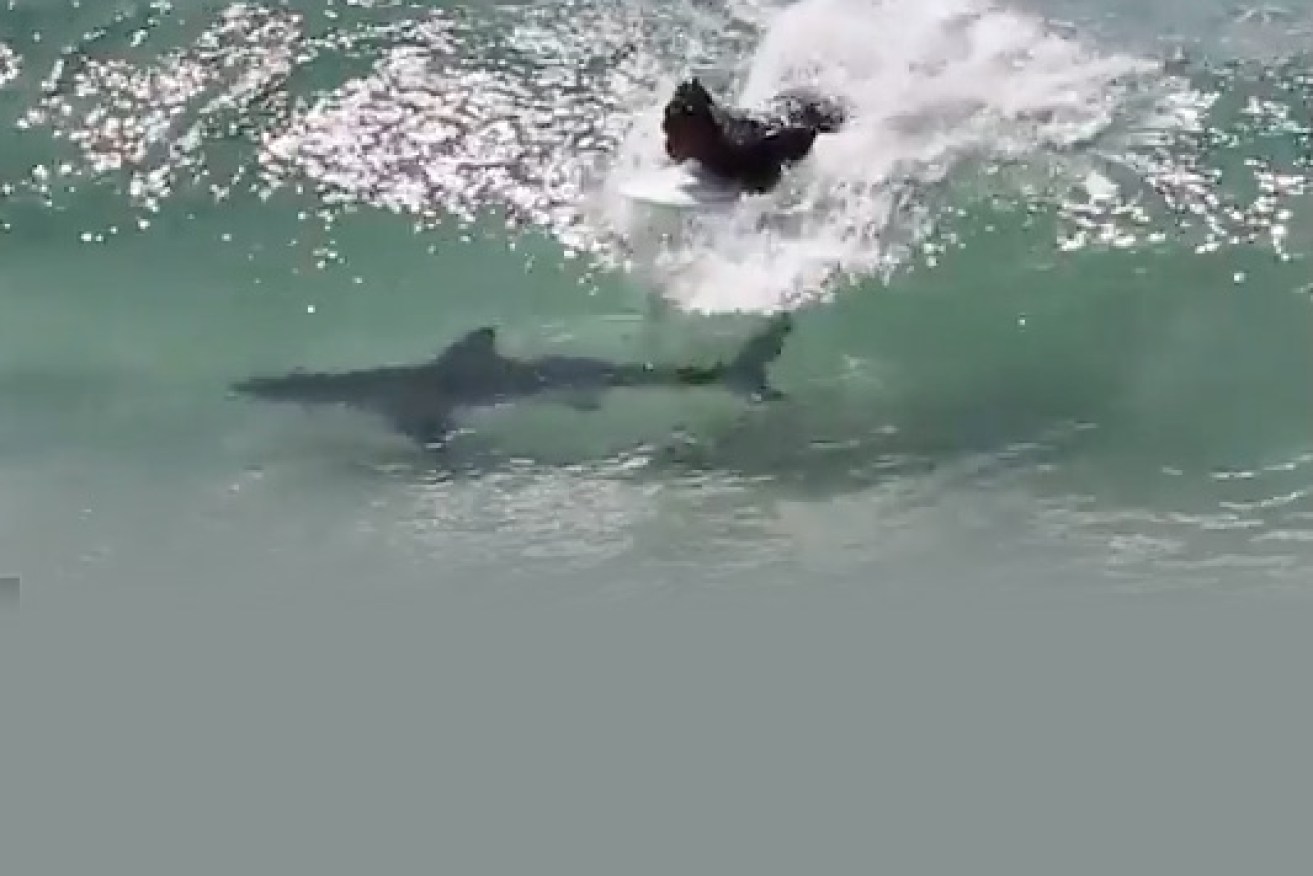 The shark swam under the surfers for one and a half minutes before moving off.