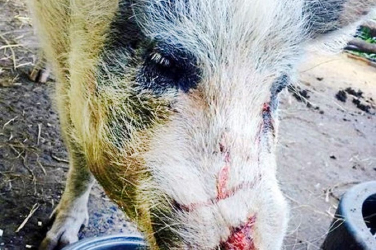 Pet pig Polly sustained serious injuries during an alleged attack.