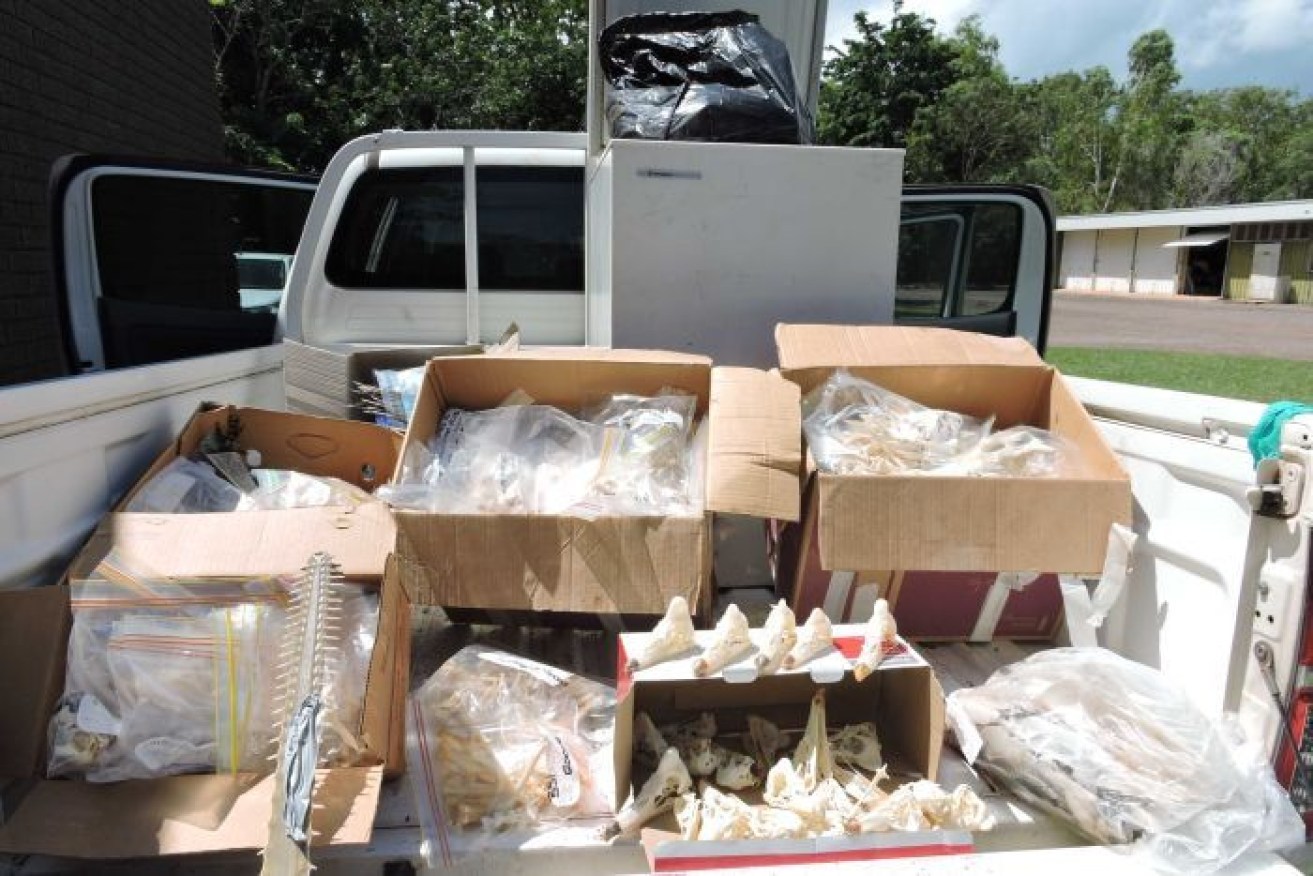 More than 1,300 animal parts were found in Howard Springs.