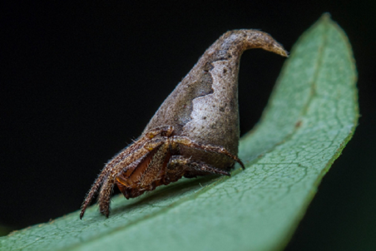 The spider has powers of its own, using its shape to camouflage itself in dried leaves.