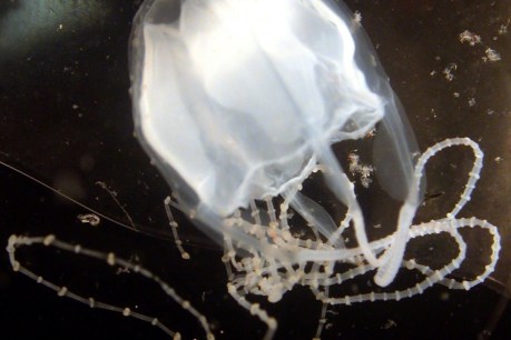 Deadly jellyfish migration threatens Queensland tourism hotspots