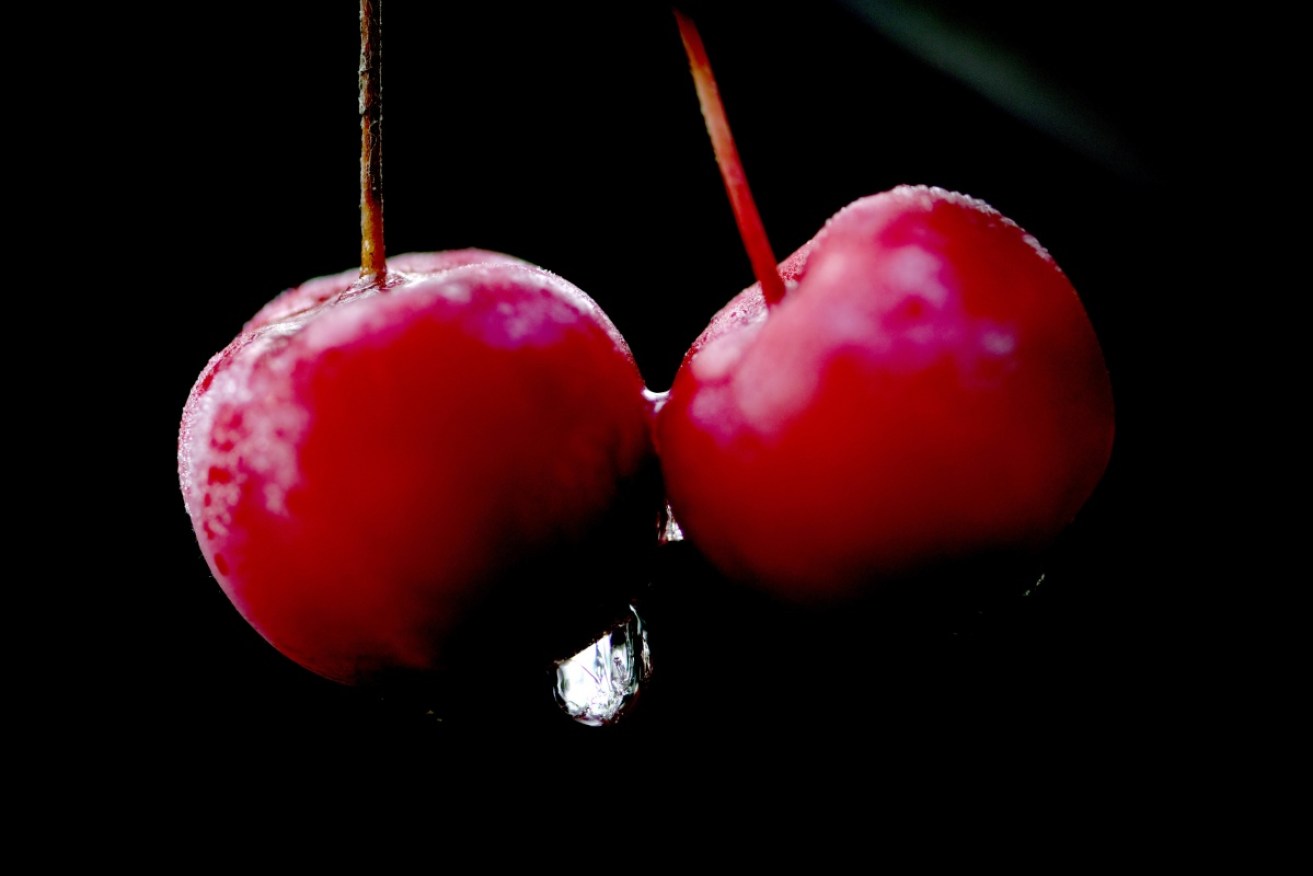 Wet conditions and unseasonably cold weather has greatly reduced cherry harvests.