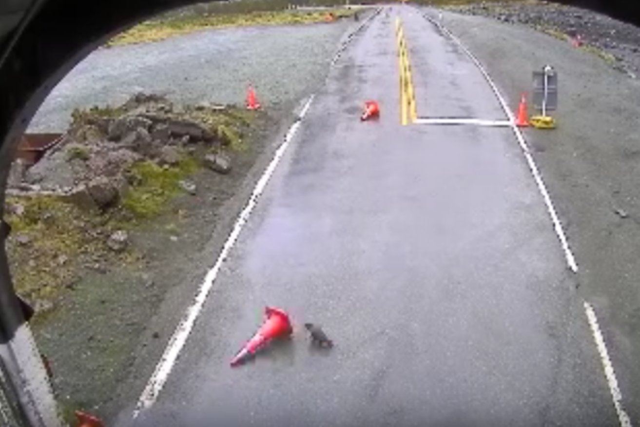 The kea would move the cones out of sight of cars.