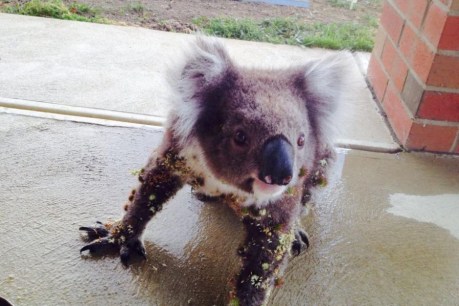 Koala covered in prickles welcomes a brush and tickle from helpful neighbour