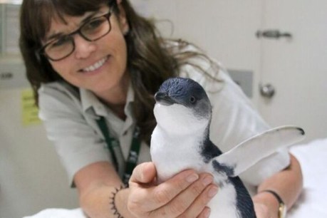 Baby penguin reunited with colony after drain rescue