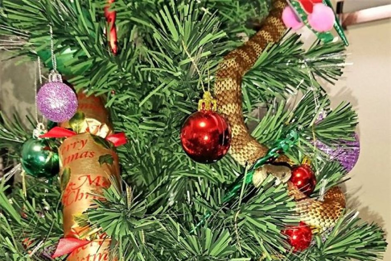 Merry Hiss-mas: A tiger snake was found on a Christmas tree in Frankston.
