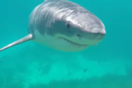 Great white shark encounter gets filmmaker&#8217;s heart racing