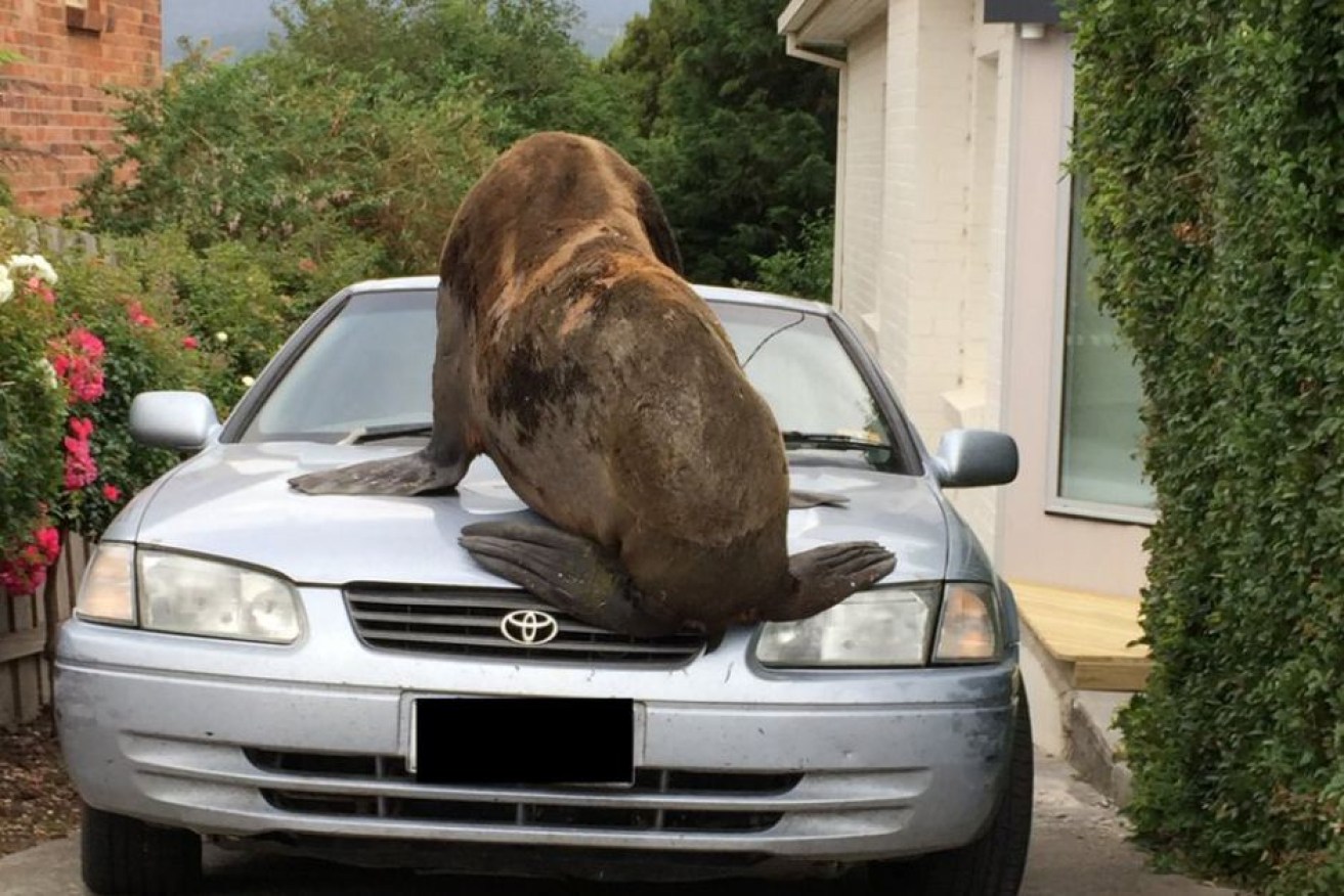 The seal climbed on to a car bonnet in a home's driveway.