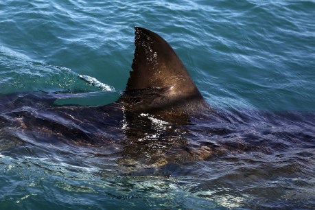 Teenage girl dies after WA shark attack