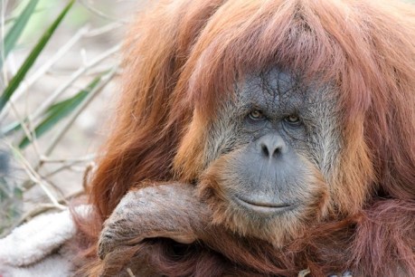 Saving orangutan Karta from fatal birth bleeding near impossible: Adelaide Zoo