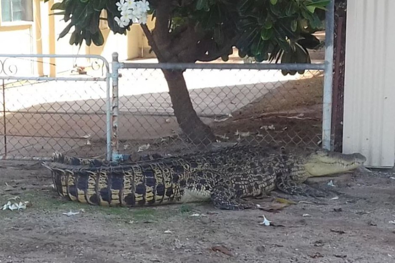 Croc found its way into a Karumba yard.