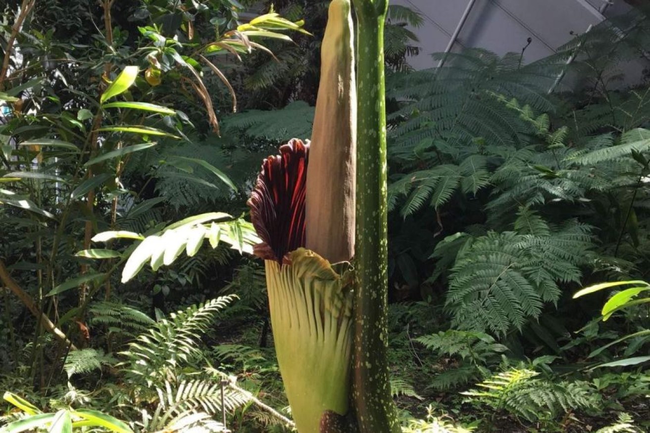 The corpse flower will be on show until midnight after surprising garden staff.